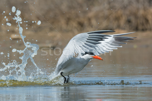 Caspian Tern with nice splash taking to the air after a dive Stock photo © davemontreuil