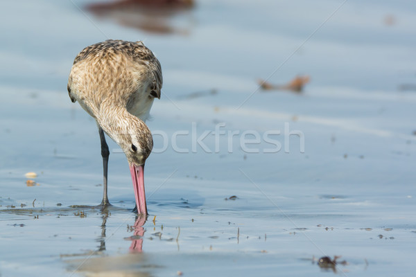 Bar-tailed Godwit probing wet sand for food Stock photo © davemontreuil