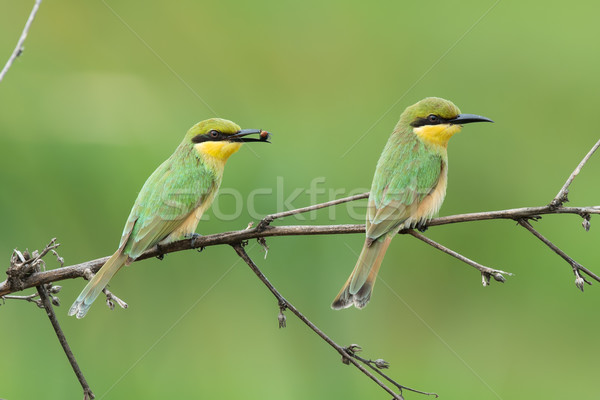 2 Little-Bee Eaters (Merops pusillus) hunting for insects Stock photo © davemontreuil