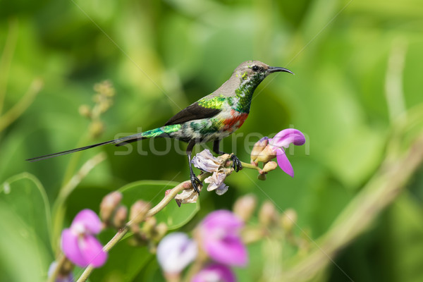 A young male Beautiful Sunbird (Nectarinia pulchella) perched on Stock photo © davemontreuil
