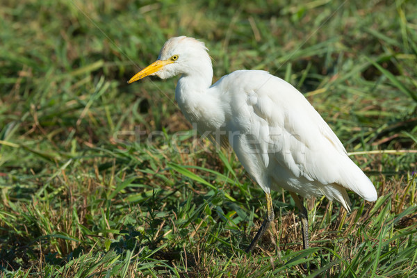 Foraging Cattle Egret Stock photo © davemontreuil