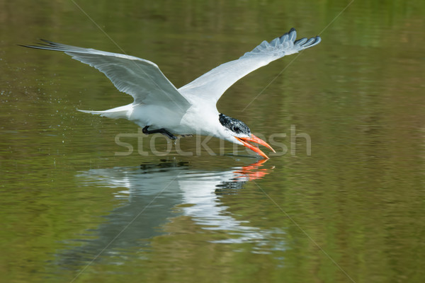 A Caspian Tern (Hydroprogne caspia) scooping up a drink of water Stock photo © davemontreuil