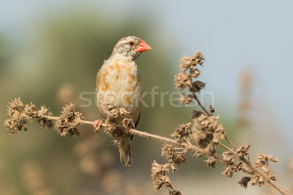 Red-billed Quelea (Quelea quelea) changing plumage Stock photo © davemontreuil