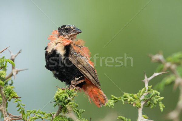 A male Northern Red Bishop (Euplectes franciscanus) losing its b Stock photo © davemontreuil