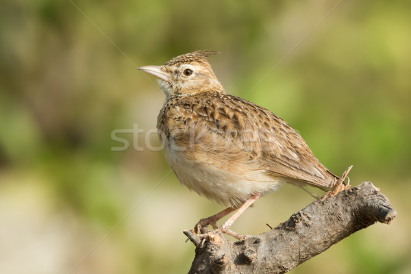 Crested Lark sitting on a perch Stock photo © davemontreuil