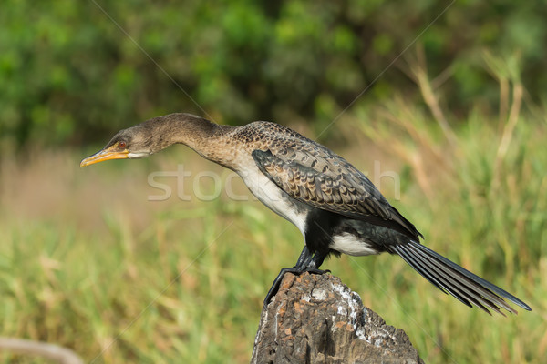 Long-Tailed Cormorant with its neck stretched out Stock photo © davemontreuil