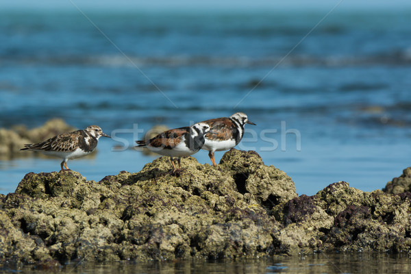 3 Ruddy Turnstone (Arenaria interpres) showing winter and summer Stock photo © davemontreuil