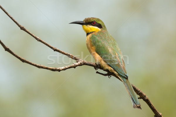 A Little-Bee Eater (Merops pusillus) perched on a forked branch Stock photo © davemontreuil