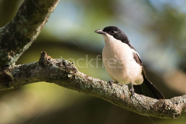 Tropical boubou (Laniarius aethiopicus) perched on a branch Stock photo © davemontreuil