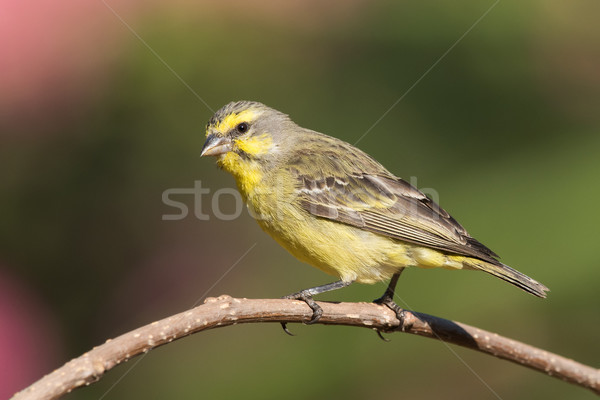 Yellow-fronted canary (Crithagra mozambicus) perched on a branch Stock photo © davemontreuil