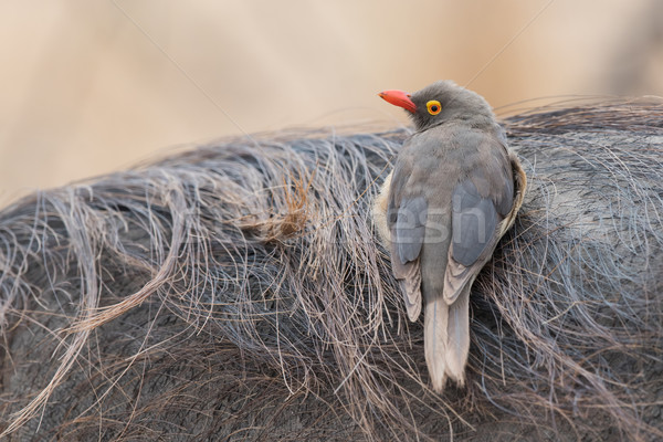 Red-billed oxpecker (Buphagus erythrorhynchus) sitting on its fa Stock photo © davemontreuil