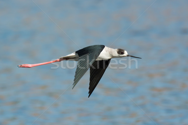 Black-winged Stilt (Himantopus himantopus) in flight Stock photo © davemontreuil