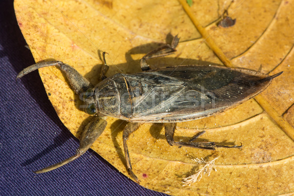 Water Scorpion from West Africa Stock photo © davemontreuil