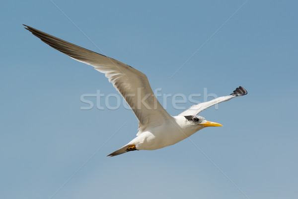 Royal Tern (Sterna maxima) in Flight Stock photo © davemontreuil