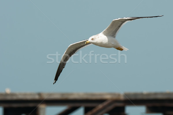 Lesser Black-Backed Gull (Larus fuscus) in flight Stock photo © davemontreuil