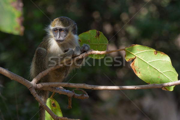 Young Green Vervet Monkey Stock photo © davemontreuil