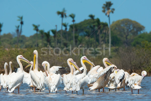 Group of Great White Pelicans standing in water Stock photo © davemontreuil