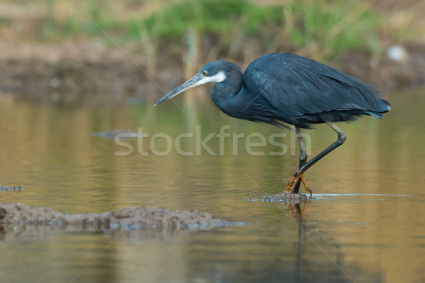 Western Reef Heron wading in a pond Stock photo © davemontreuil
