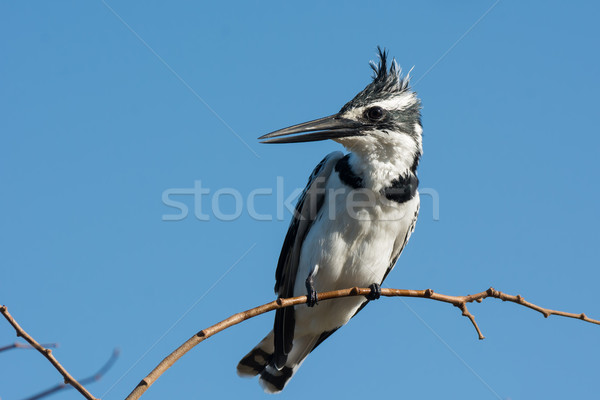 A female Pied Kingfisher (Ceryle rudis) on a slender branch Stock photo © davemontreuil