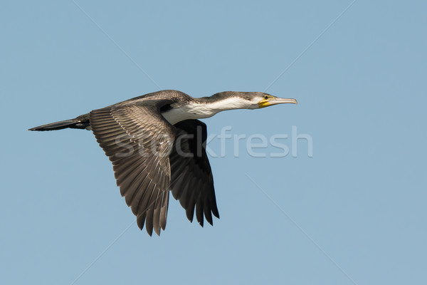 Stock photo: Great Cormorant (Phalacrocorax carbo) in flight