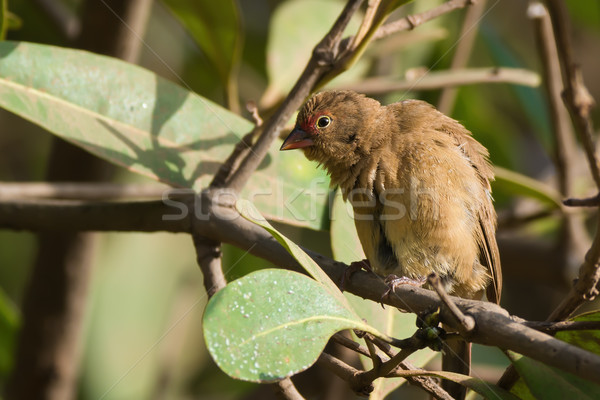 Female Red-billed Firefinch (Lagonosticta senegala) mimicking sc Stock photo © davemontreuil
