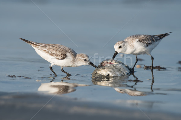 Sanderling (Caladris alba) picking at a dead fish Stock photo © davemontreuil
