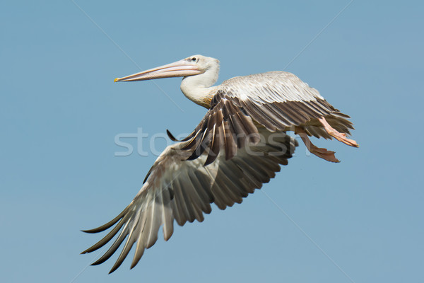 Pink-backed Pelican (Pelecanus rufescens) in flight Stock photo © davemontreuil