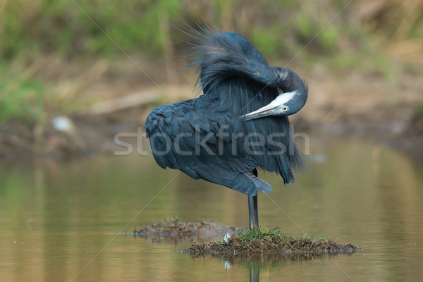 Western Reef Heron preening the back of its wing Stock photo © davemontreuil