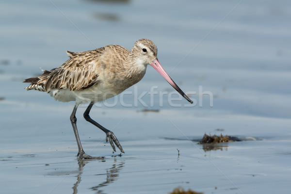 Bar-tailed Godwit walking across wet sand at low tide Stock photo © davemontreuil