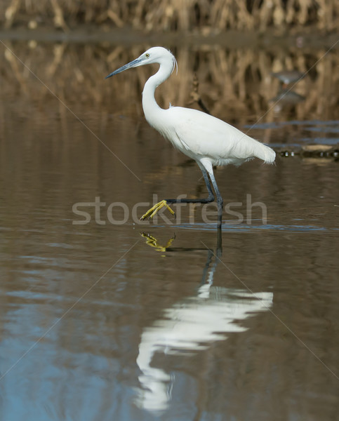 A white Western Reef Heron with foot raised reflected in shallow Stock photo © davemontreuil