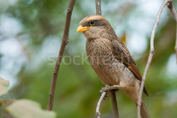 A Yellow-billed shrike (Corvinella corvina) perched on a slender Stock photo © davemontreuil