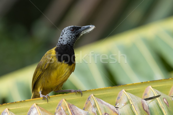 Feuille de palmier nid matériel nature feuille Palm [[stock_photo]] © davemontreuil