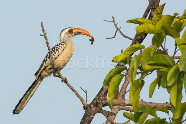 Western Red-Billed Hornbill with caterpillar Stock photo © davemontreuil