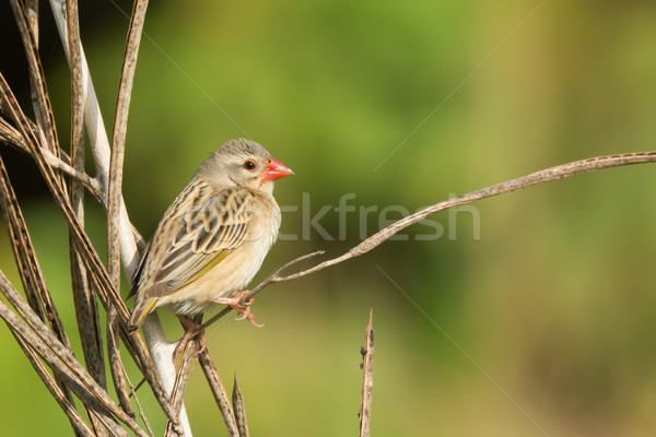 Red-billed Quelea (Quelea quelea) perched on a dried stalk Stock photo © davemontreuil