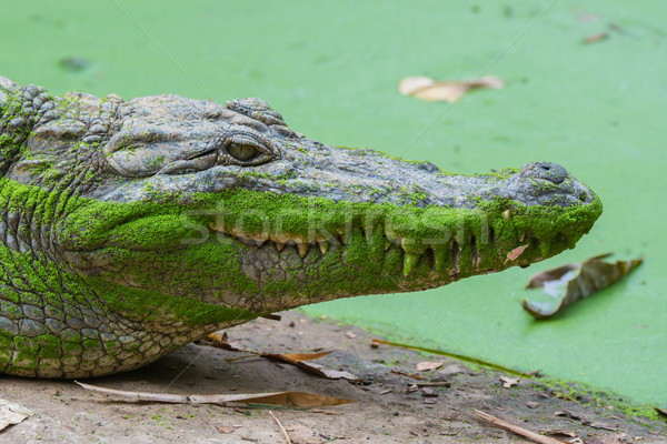 West afrikaanse krokodil hoofd shot gedekt Stockfoto © davemontreuil
