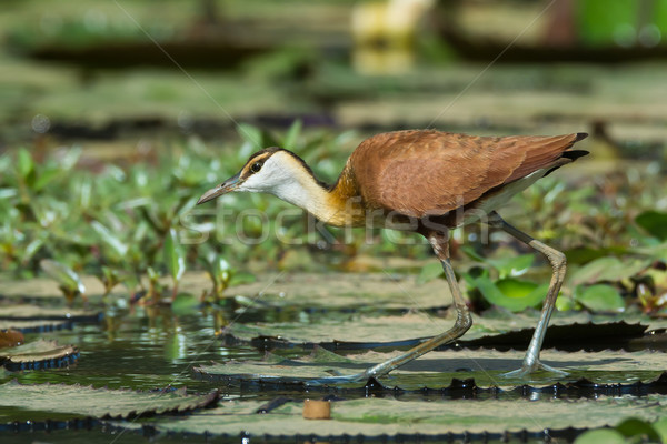Young African Jacana walking on lily pads Stock photo © davemontreuil