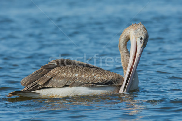 Pink-backed Pelican draining out water before swallowing trapped Stock photo © davemontreuil