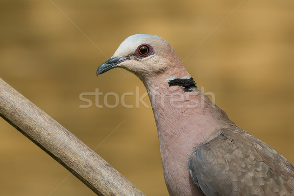 Portrait of a Red-eyed Dove (Streptopelia semitorquata) Stock photo © davemontreuil