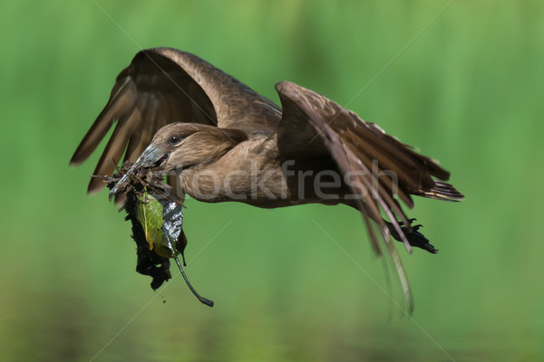 Hammerkop with nesting material Stock photo © davemontreuil