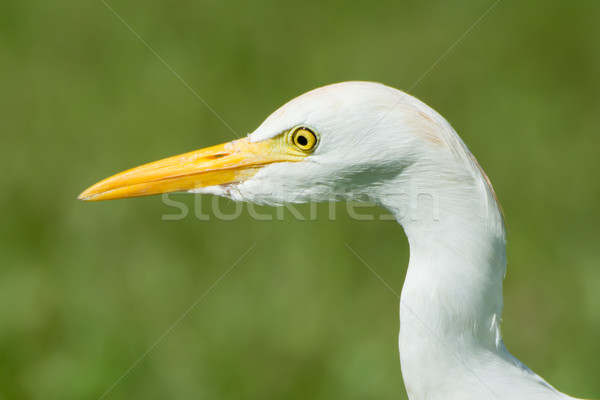 Head shot of a Cattle Egret Stock photo © davemontreuil