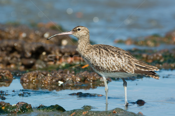 Whimbrel tilting head to the sky Stock photo © davemontreuil