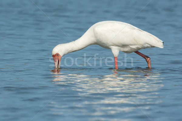 African Spoonbill searching for food. Stock photo © davemontreuil