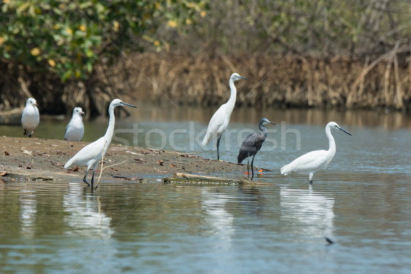 Four Western Reef Herons (three of them white morph) and two gul Stock photo © davemontreuil
