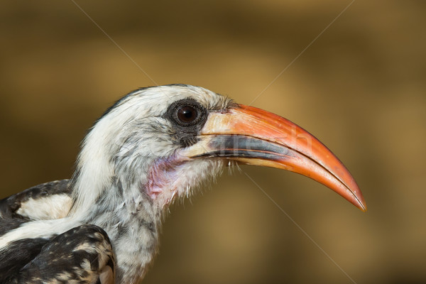 A portrait of a  Western Red-Billed Hornbill (Tockus erythrorhyn Stock photo © davemontreuil
