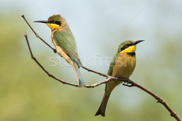 2 Little-Bee Eaters (Merops pusillus) perching together Stock photo © davemontreuil