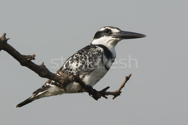 Pied Kingfisher (Ceryle rudis) perched on a branch Stock photo © davemontreuil