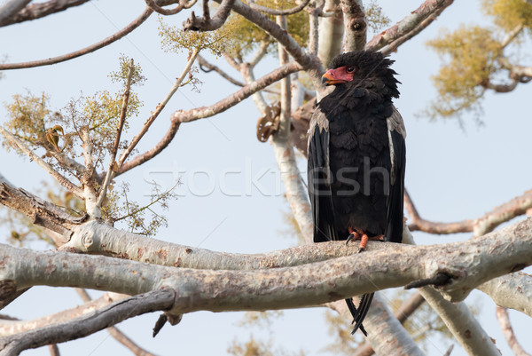 Bateleur Eagle (Terathopius ecaudatus) perched on one foot Stock photo © davemontreuil