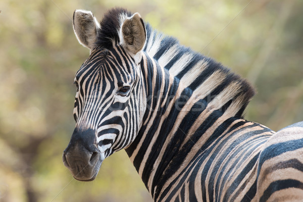 Portrait of a zebra looking back towards the viewer Stock photo © davemontreuil