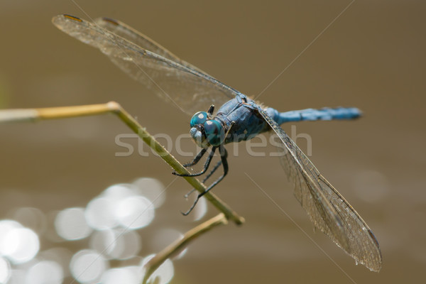 Forte libélula azul belo macro Foto stock © davemontreuil