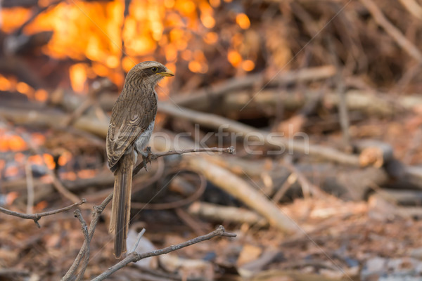 Yellow-billed shrike perched in front of a fire Stock photo © davemontreuil